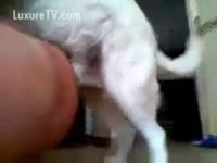 A chap drilled bestiality for the 1st time by his mutt